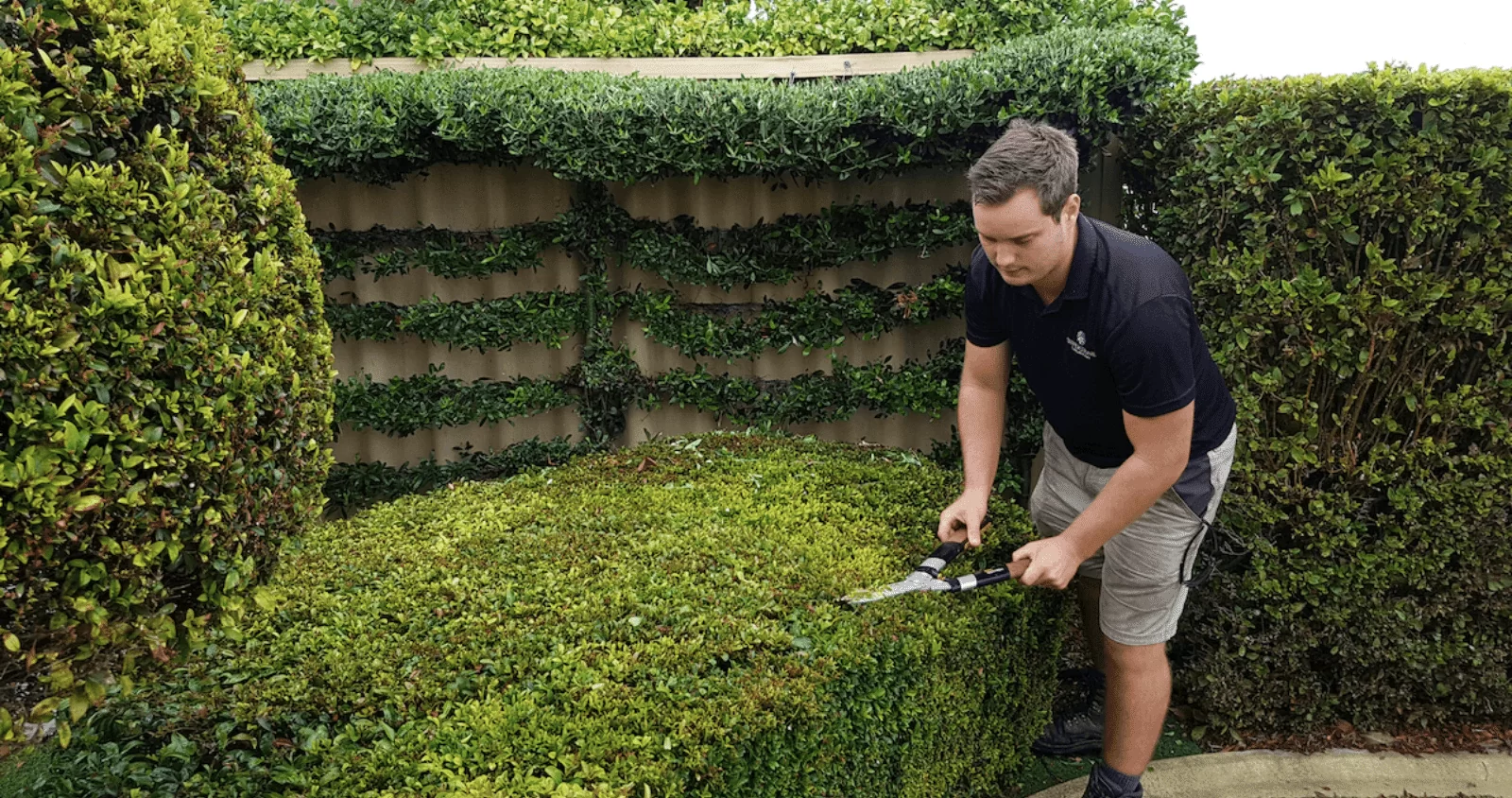 What is the Best Time of Year for Hedge Cutting in Luton? What is the Best Time of Year for Hedge Cutting in Luton?