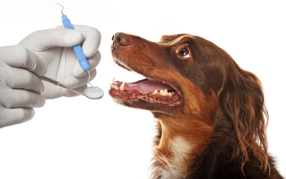 dog dental treatment in Arcadia dog dental treatment in Arcadia